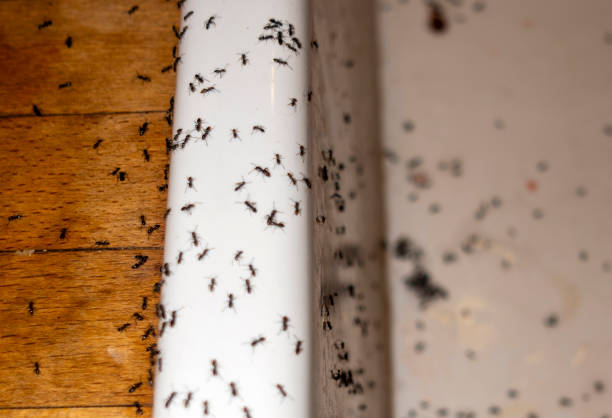 Best Affordable Pest Control Services  in Goshen, KY