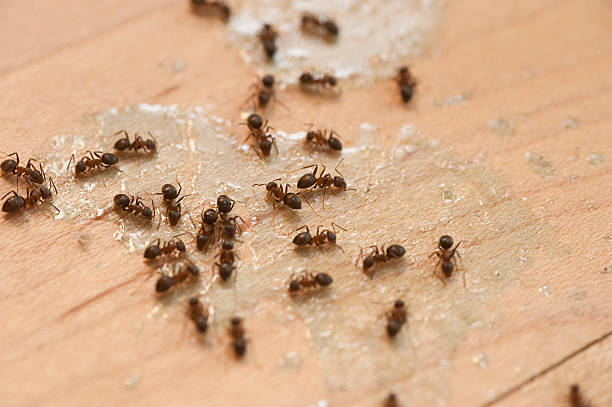 Best Pest Control Near Me  in Goshen, KY